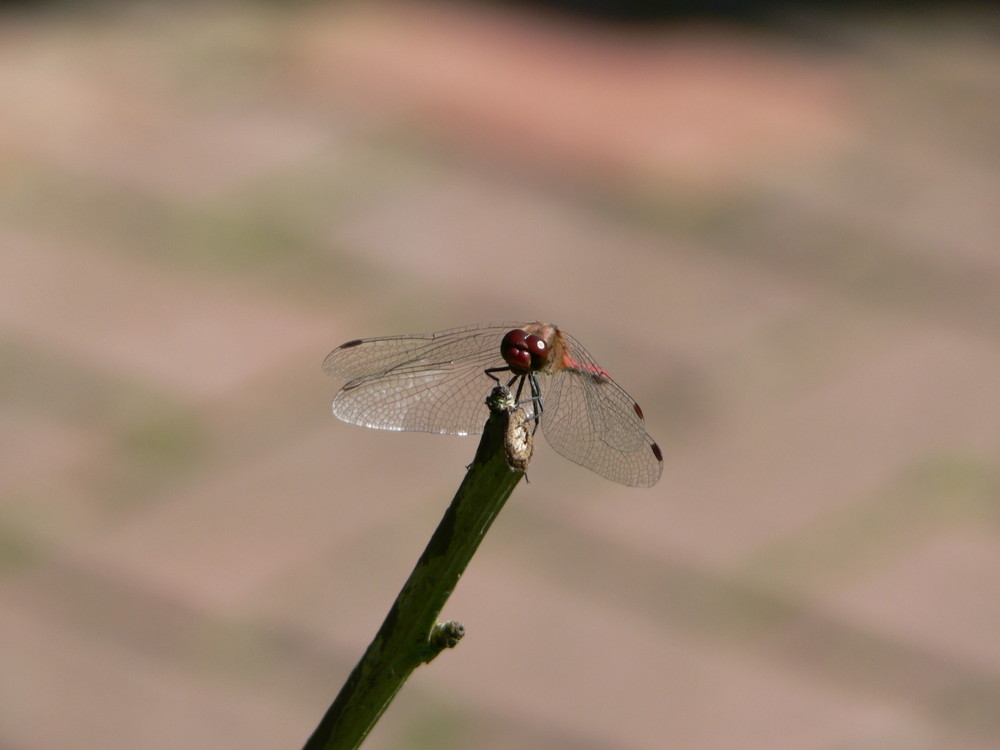 Alien oder nur Libelle