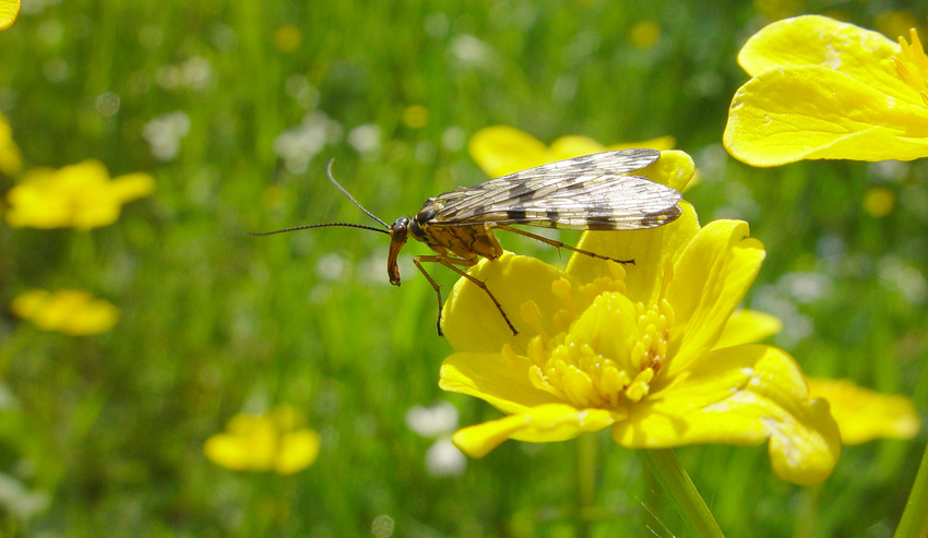 Alien oder Skorpionsfliege