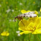 Alien oder Skorpionsfliege