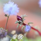 Alien Plants Macro