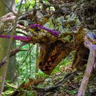 Alien unterwegs im Wald