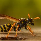 Alieninvasion im Insektenhotel, die 2te...