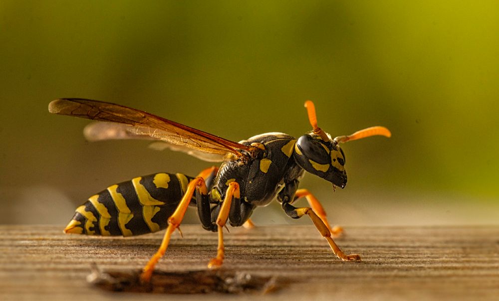 Alieninvasion im Insektenhotel, die 2te...