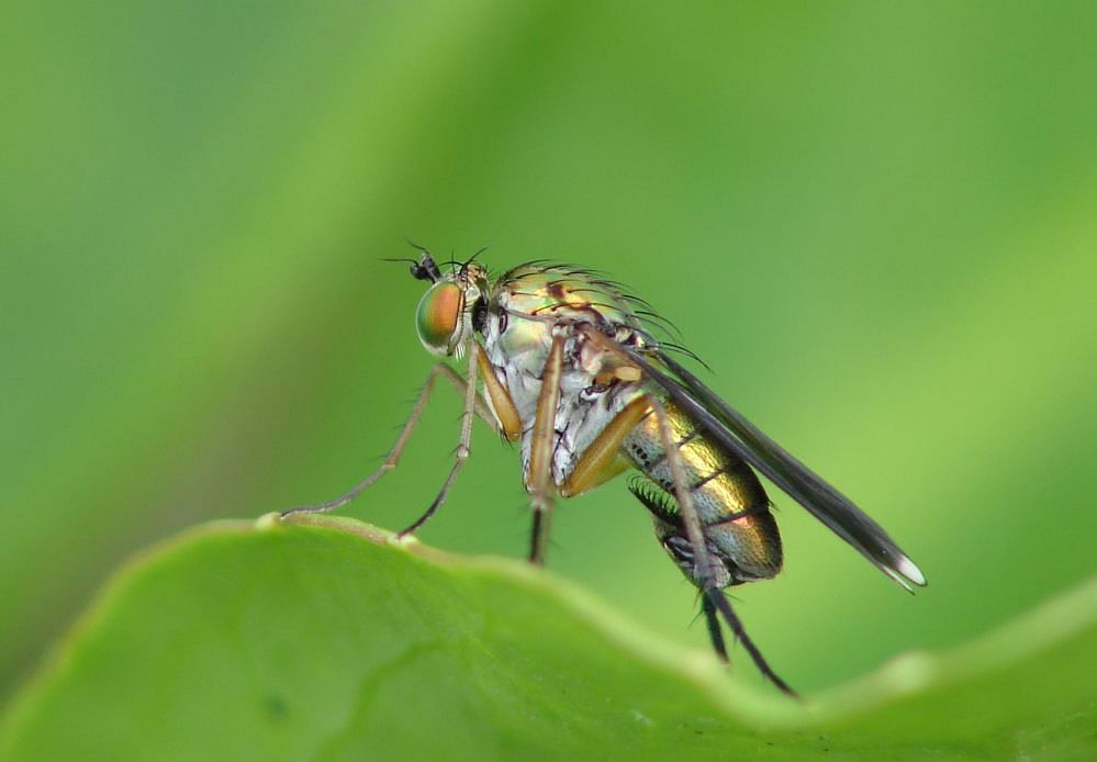 Alien...oder doch nur eine unbekannte Fliege?