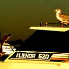 ALIENOR 520.