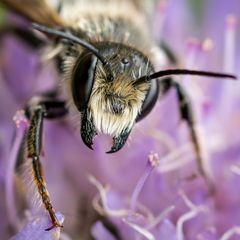 BienenWespenHummeln