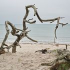 Aliens an der Ostsee 