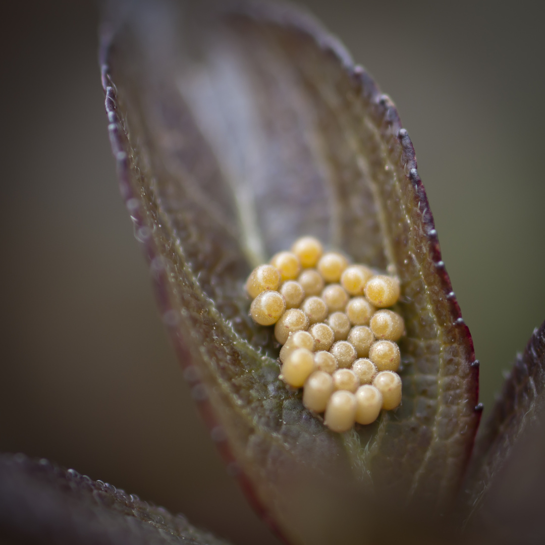 Aliens im Garten