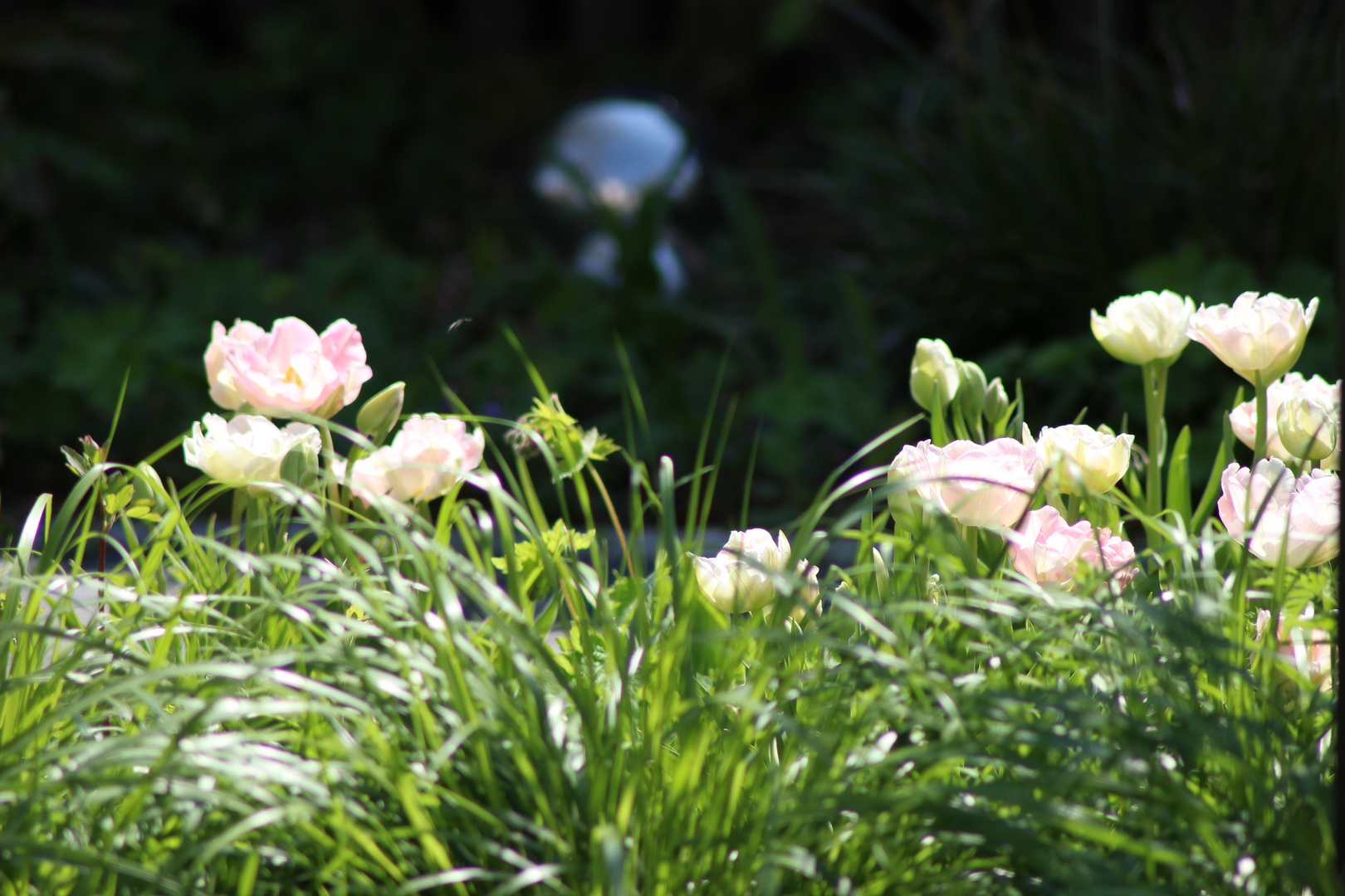 Aliens im Garten?