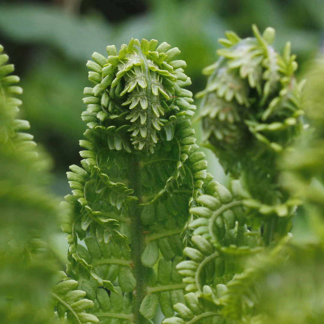 aliens in my garden