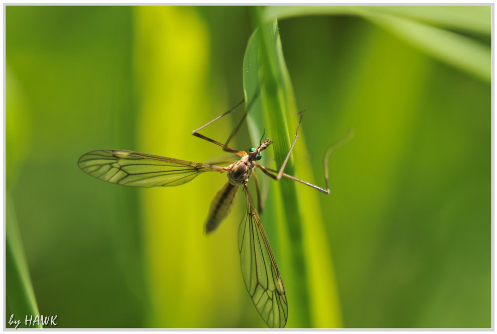 Aliens on Earth - Tipula frontal