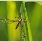 Aliens on Earth - Tipula frontal