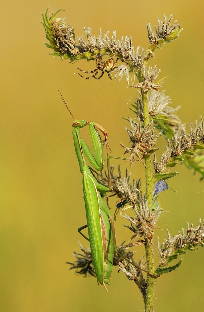 ....Aliens unter sich....