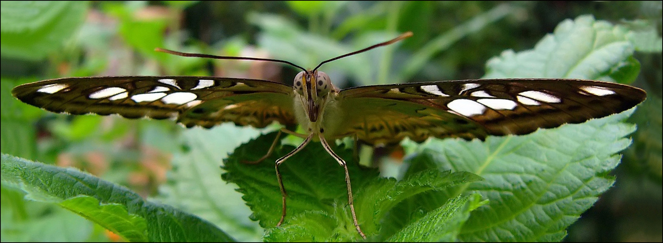 Alienschmetterling