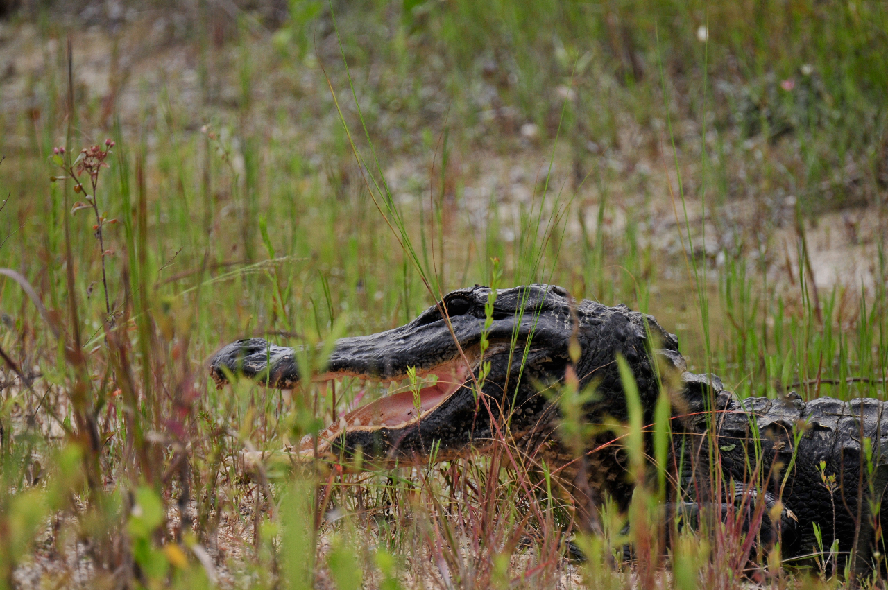 Aligator