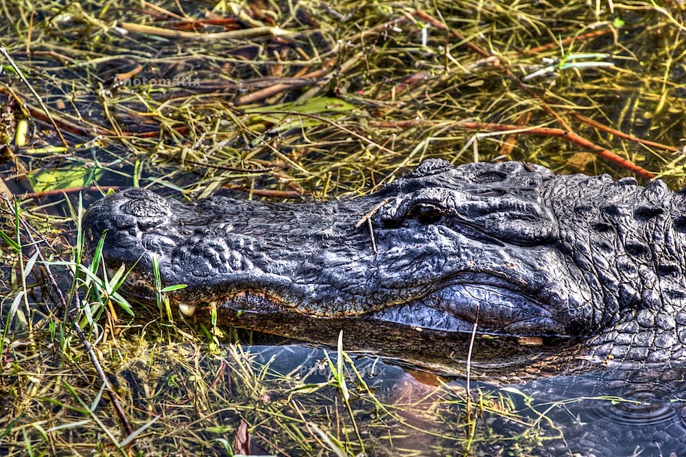 Aligator