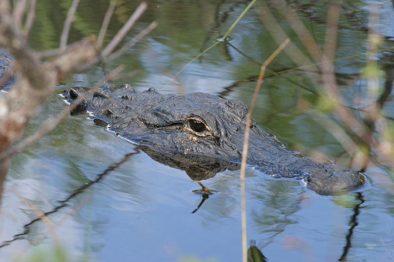 Aligator, Everglades Fl.