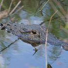 Aligator, Everglades Fl.