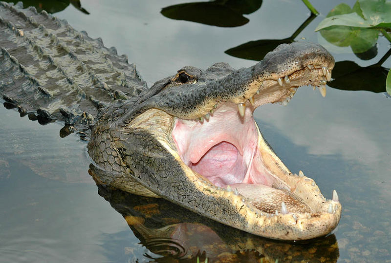 Aligator in den Everglades