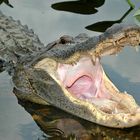 Aligator in den Everglades