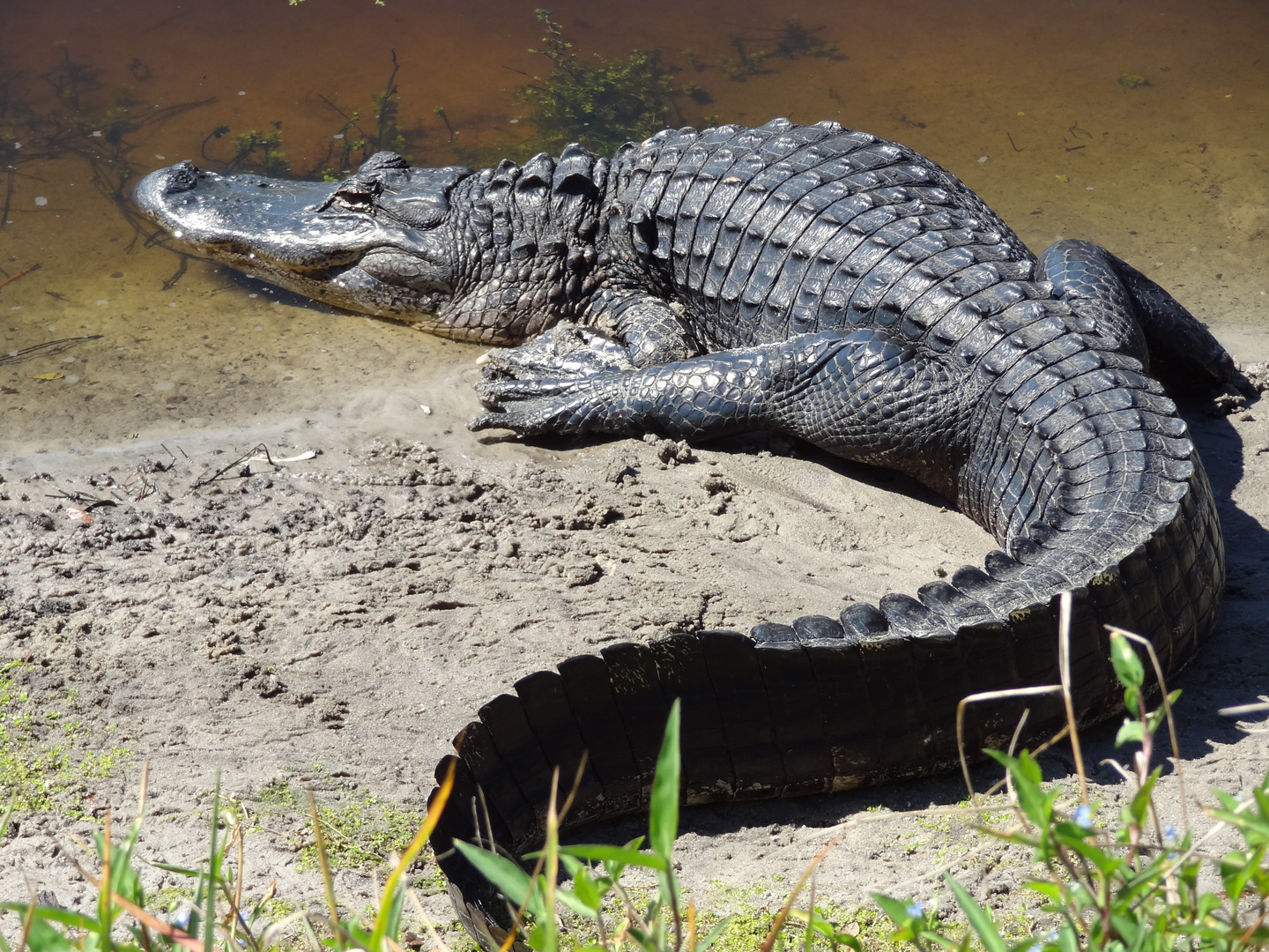 Aligator in Florida