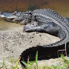 Aligator in Florida