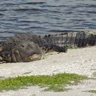 Aligator in Florida