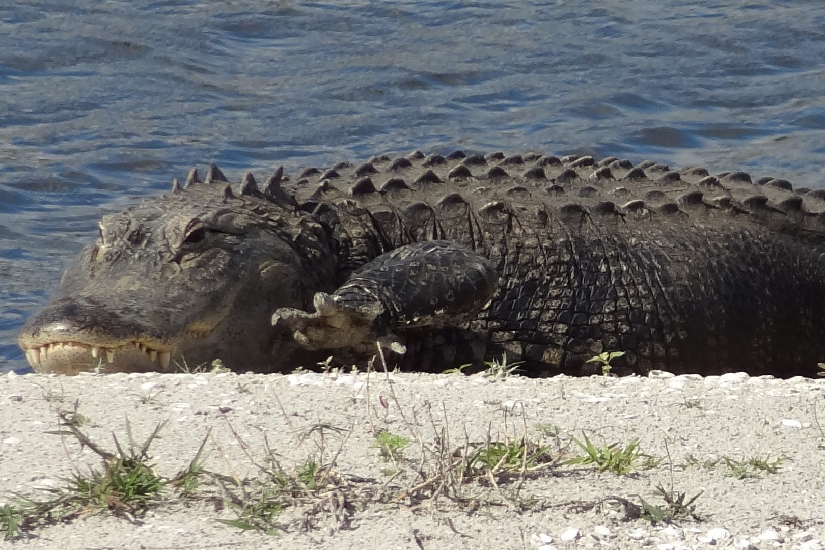 Aligator in Florida