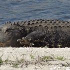 Aligator in Florida