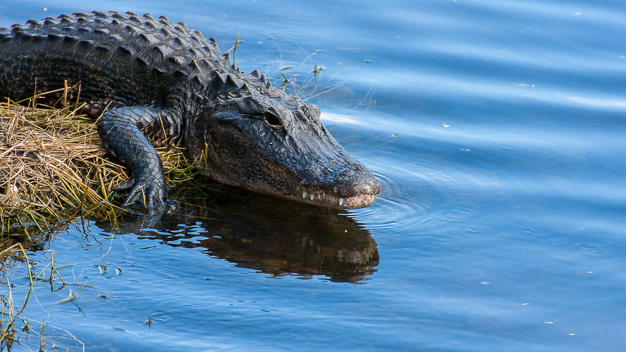 Aligator in Florida