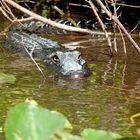 Aligator in Lauerstellung Everglades