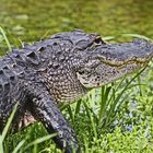 Aligator in the Everglades