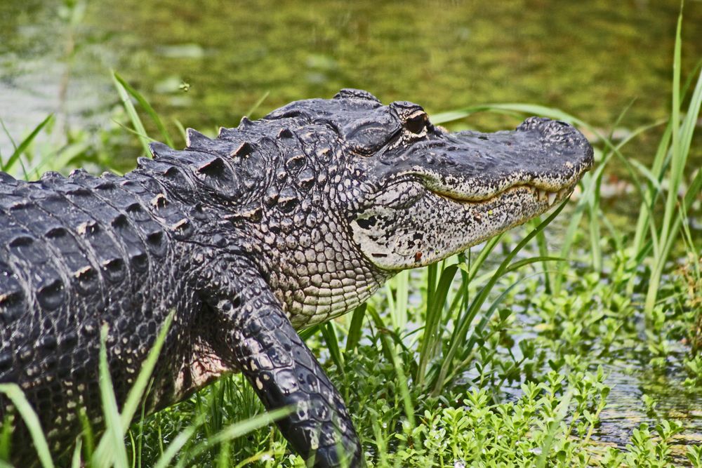 Aligator in the Everglades