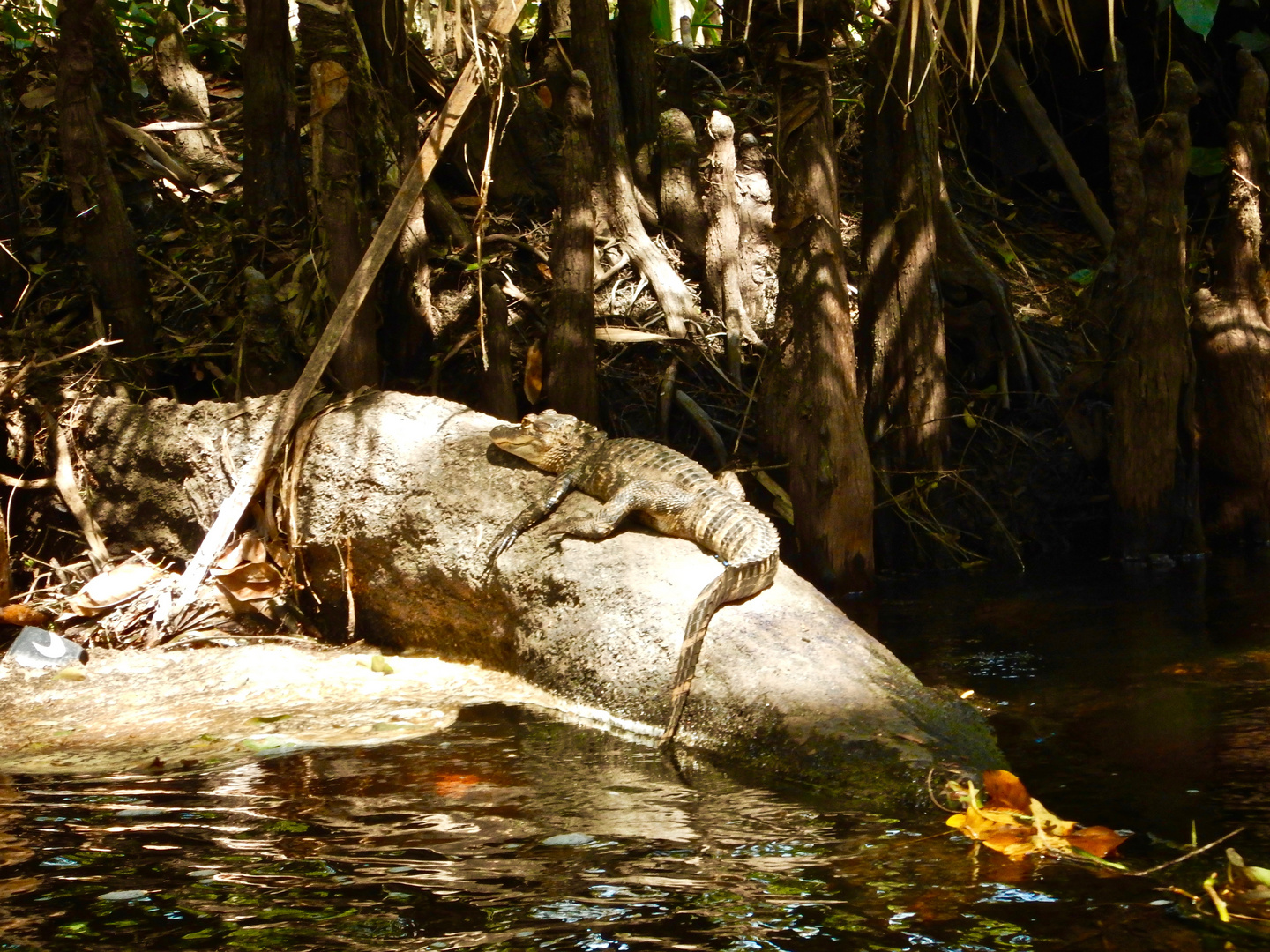 Aligator on the rock