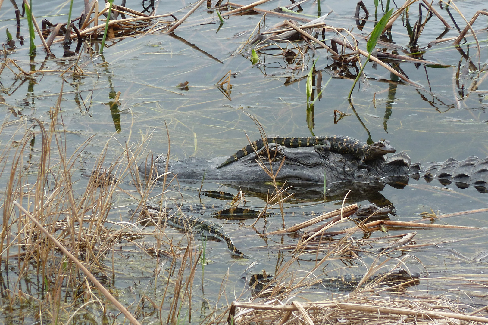 Aligatorenbabys tanzen der Mama auf dem Kopf rum