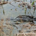 Aligatorenbabys tanzen der Mama auf dem Kopf rum