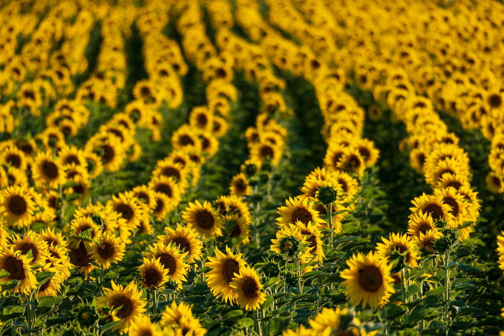 Aligned Sunflowers