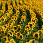 Aligned Sunflowers