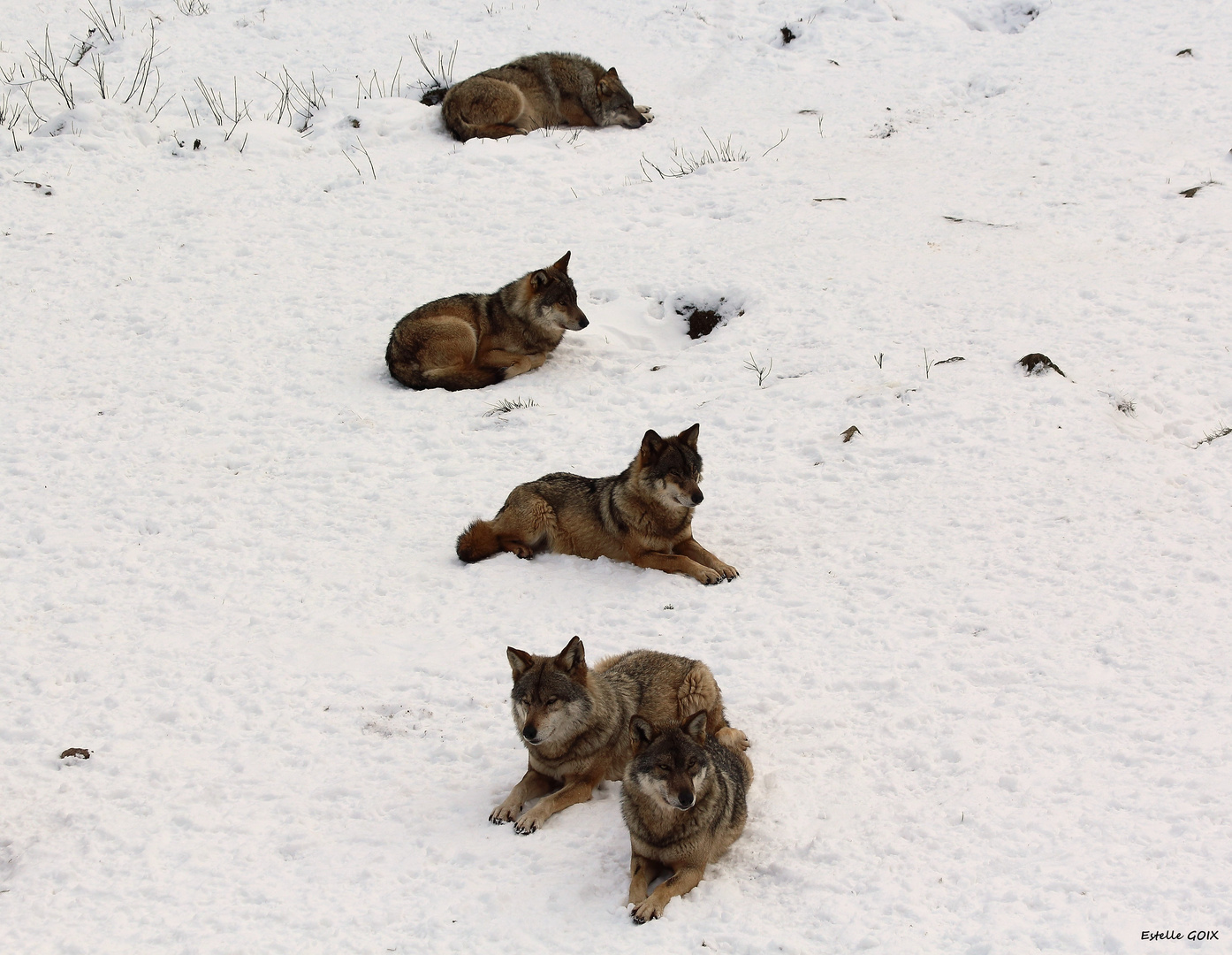 Alignement de loups !