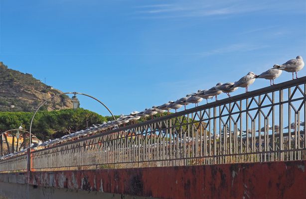 Alignement impeccable à Vintimille