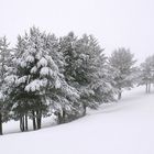 Alignés pour résister à la tourmente