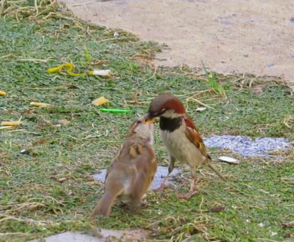 ALIMENTANDO AL BEBÉ