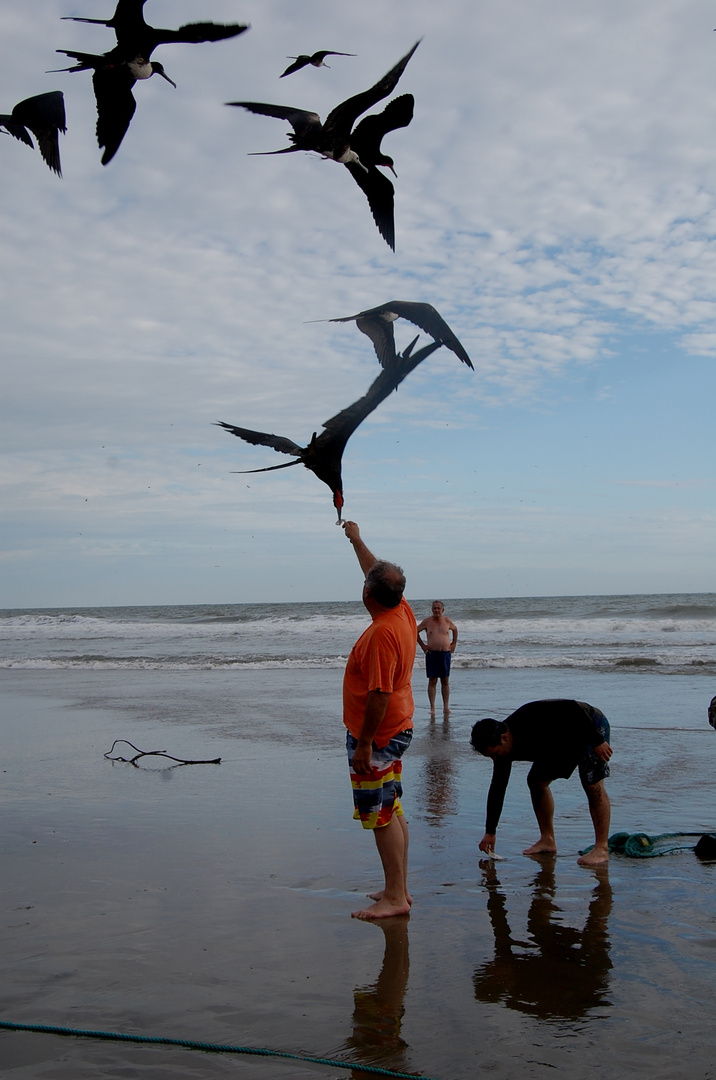 alimentando aves