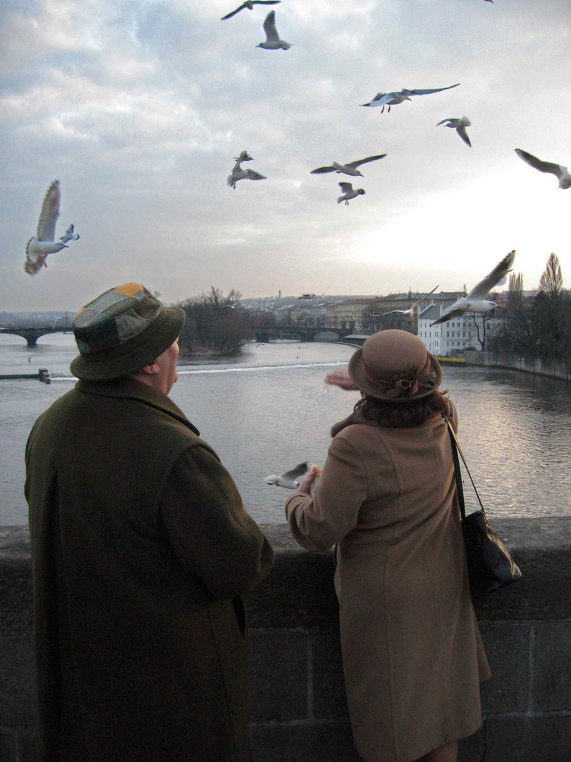 Alimentando gaviotas -Praga