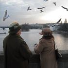 Alimentando gaviotas -Praga