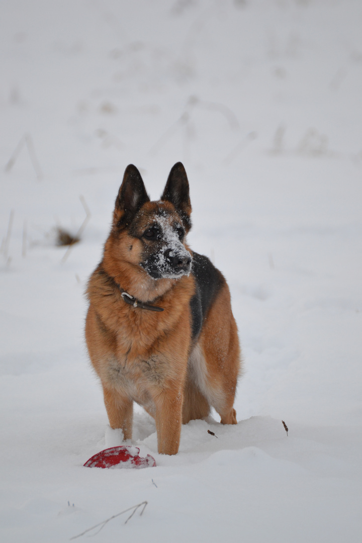 Alina im Schnee