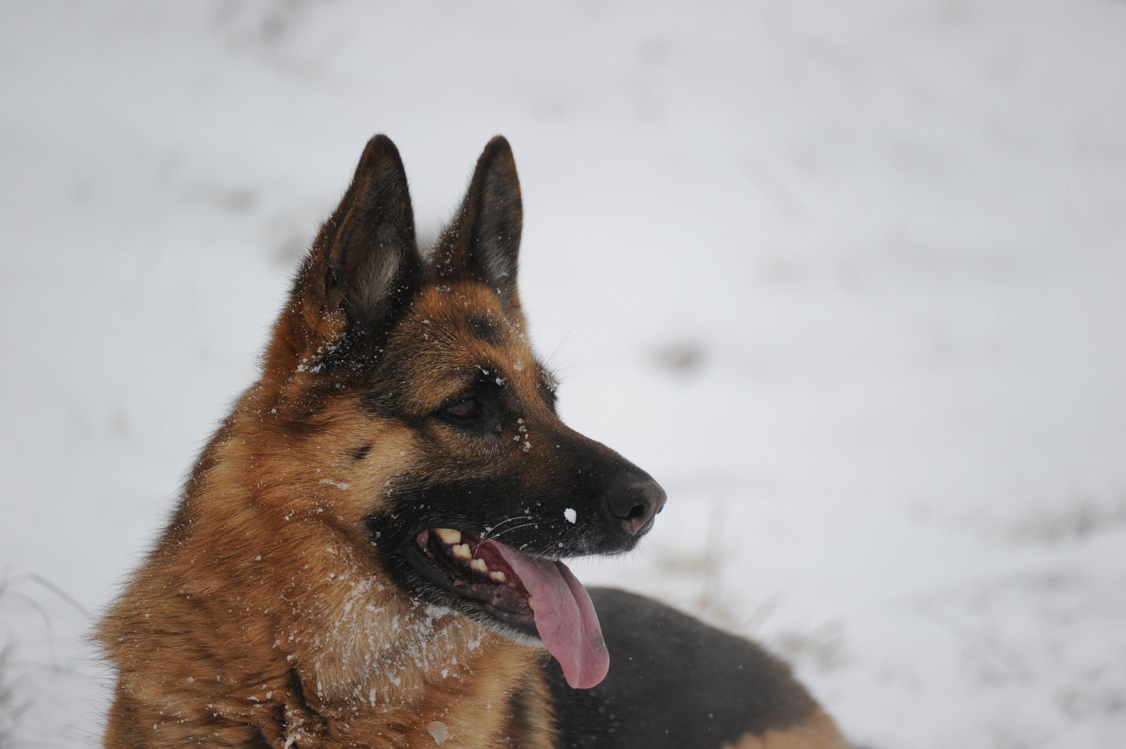 Alina im Schnee