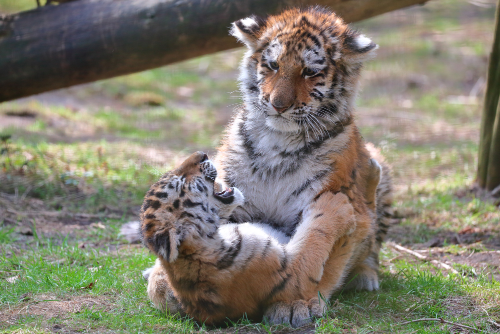 Alisha und Dragan