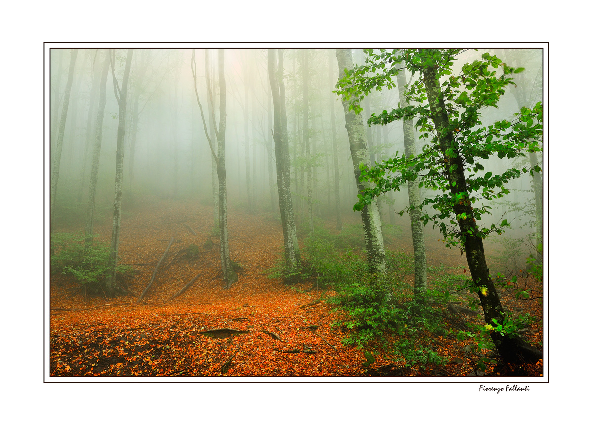 ...ALITI D'AUTUNNO...