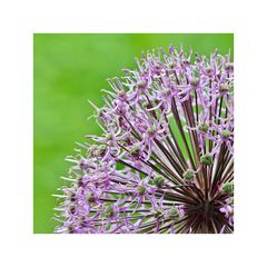 Alium (2)